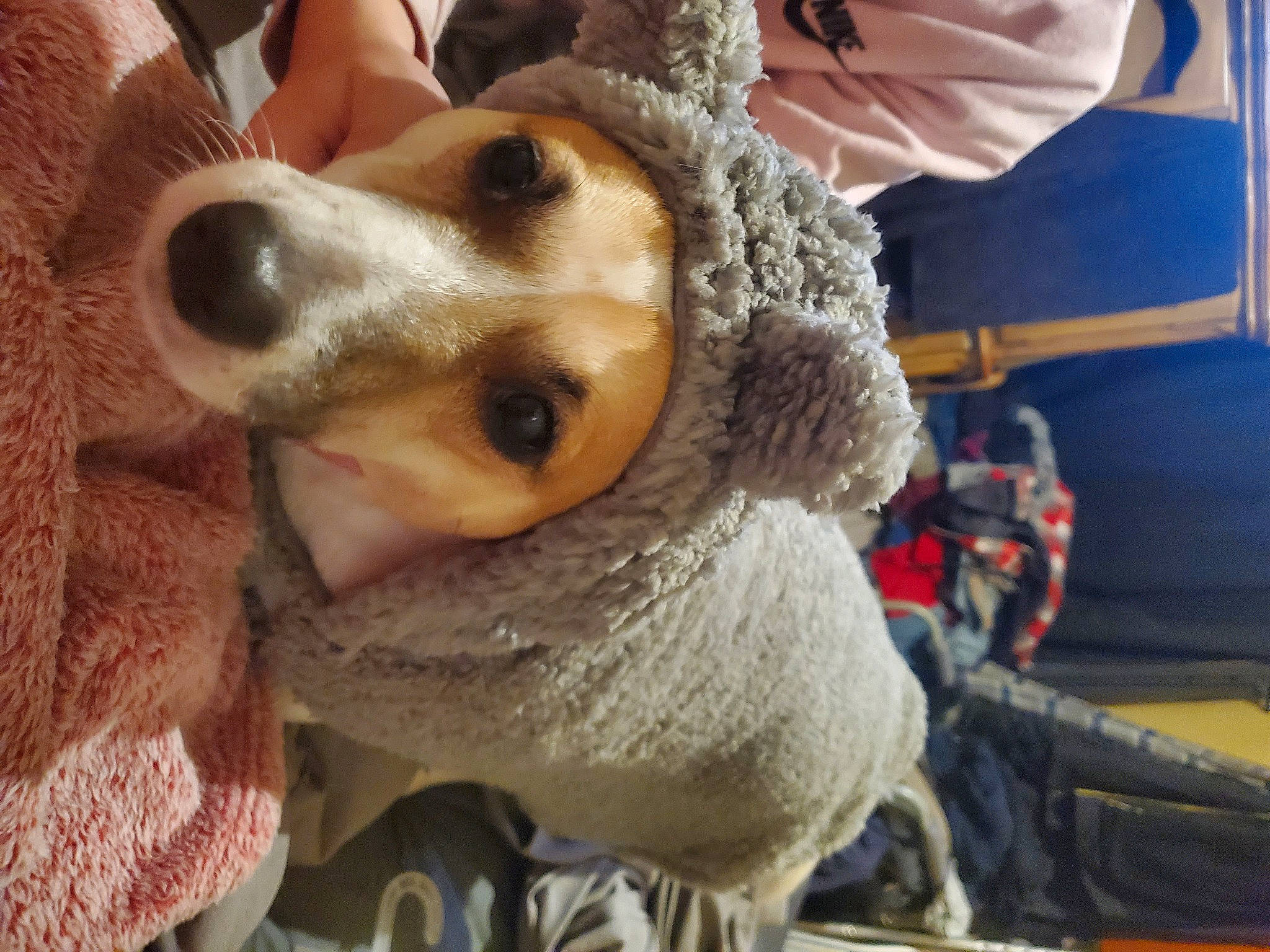 Jax is registered to the contest to win money with this photo: canidae, carnivore, collar, companion_dog, dog, dog_breed, eyewear, fawn, fun, fur, fur_clothing, plush, selfie, snout, sporting_group, stuffed_toy, toy, toy_dog, whiskers, working_animal