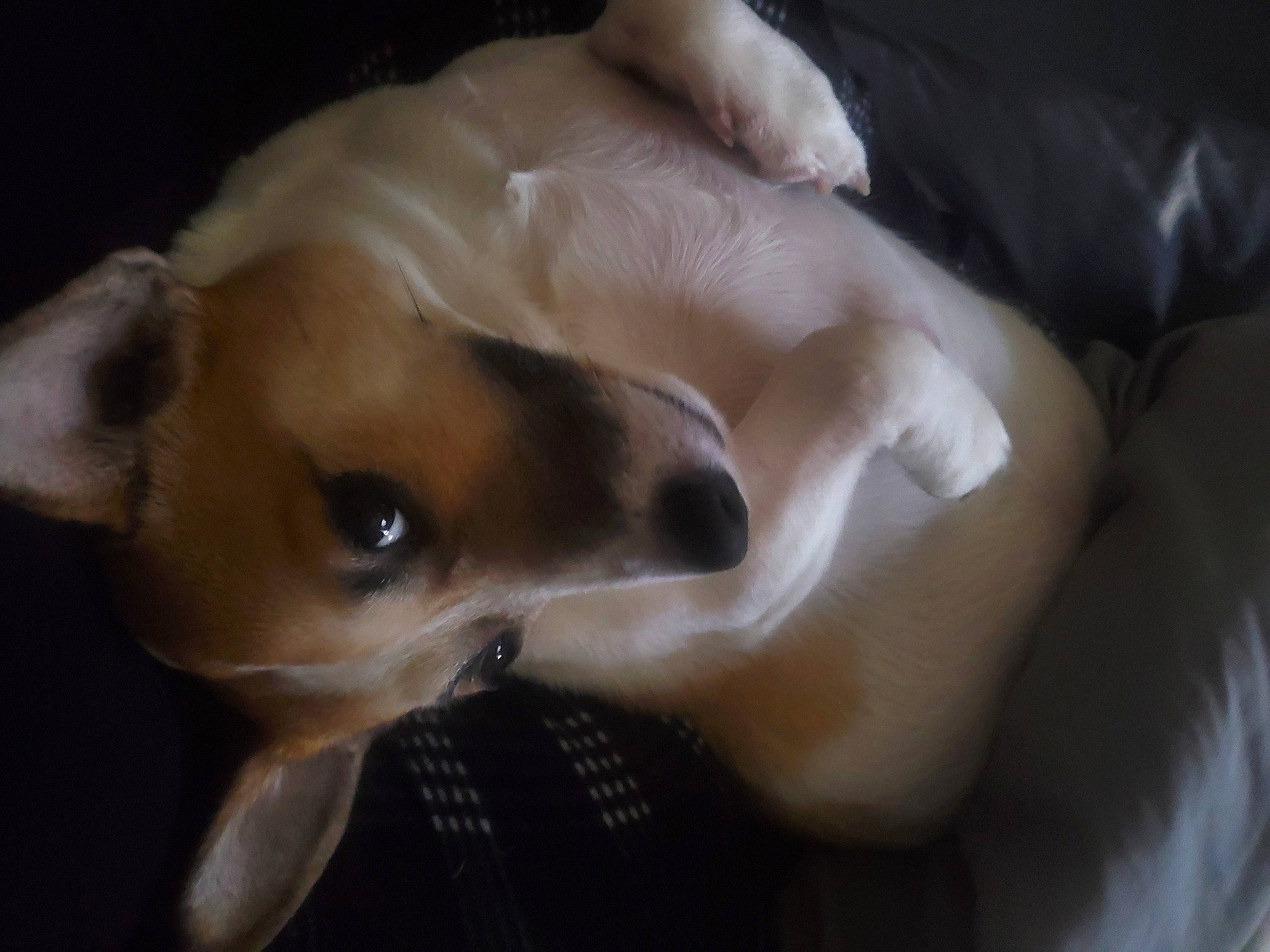 Jax joined the competition — help win amazing prizes! canidae, carnivore, companion_dog, dog, dog_breed, ear, fawn, fur, guard_dog, non_sporting_group, paw, snout, sporting_group, tail, toy_dog, whiskers, working_animal