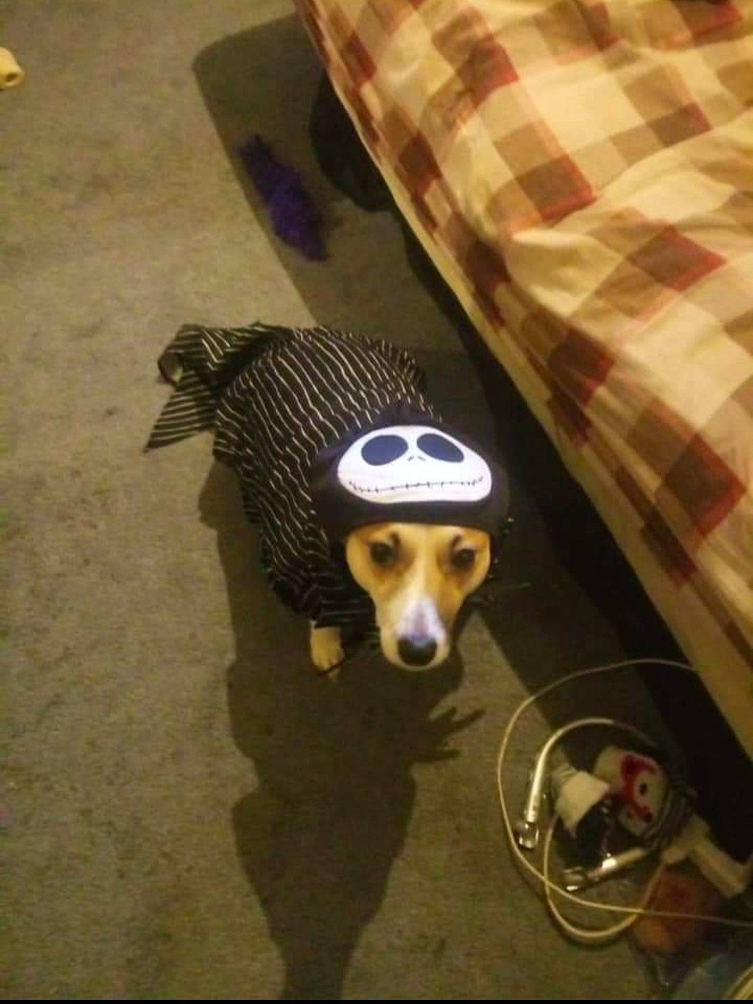 Jax joined the competition — help win amazing prizes! carnivore, comfort, companion_dog, couch, dog, dog_breed, dog_clothes, dog_supply, eyewear, fawn, flooring, personal_protective_equipment, pet_supply, plaid, snout, sporting_group, tartan, toy_dog, wood, working_animal