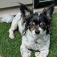 Rennie is registered to the contest to win money with this photo: dog, small_dog, black_and_white, ears, grass, outdoor, pet, animal, fur, lying_down, house_wall, door, curious, cute, canine, domestic_animal, companion, portrait, alert, daylight