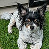 dog, small_dog, black_and_white, ears, grass, outdoor, pet, animal, fur, lying_down, house_wall, door, curious, cute, canine, domestic_animal, companion, portrait, alert, daylight