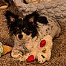 Rennie joined the competition — help win amazing prizes! dog, small_dog, black_and_white, carpet, plush_toy, toy, dog_bed, indoor, pet, fur, ears, lying_down, cozy, home, animal, cute, relaxed, companion, soft, carpeted_floor