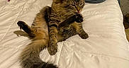 Binx joined the competition — help win amazing prizes! animal, bed, blanket, cat, comfort, cozy, cute, domestic, feline, fur, grooming, household, indoor, paw, pet, relaxed, resting, tabby, tail, whiskers