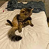 cat, tabby, grooming, bed, blanket, indoor, fur, whiskers, tail, animal, pet, cozy, feline, paw, resting, comfort, household, domestic, cute, relaxed