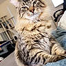 Binx is registered to the contest to win money with this photo: blanket, cat, cat_tree, chair, computer, cozy, curious, domestic_animal, ears, feline, fluffy, furniture, home, indoor, living_room, pet, portrait, relaxed, tabby, whiskers