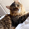 Binx joined the competition — help win amazing prizes! bed, cat, cozy, curious, cute, domestic_animal, feline, fluffy, fur, green_eyes, household, indoor, pet, portrait, relaxed, resting, sleepy, tabby, whiskers, white_bed