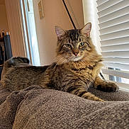 Binx is registered to the contest to win money with this photo: animal, blanket, blinds, cat, couch, cozy, feline, fluffy, fur, green_eyes, home, indoor, looking, pet, relaxed, resting, sunlight, tabby_cat, whiskers, window