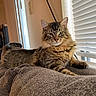 cat, tabby_cat, fluffy, indoor, couch, blanket, window, blinds, sunlight, relaxed, pet, feline, green_eyes, whiskers, fur, cozy, home, animal, looking, resting