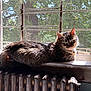 cat, tabby, windowsill, radiator, sunlight, mesh_screen, greenery, indoor, pet, feline, relaxed, sunny, fur, looking, resting, house, window, daylight, animal, domestic