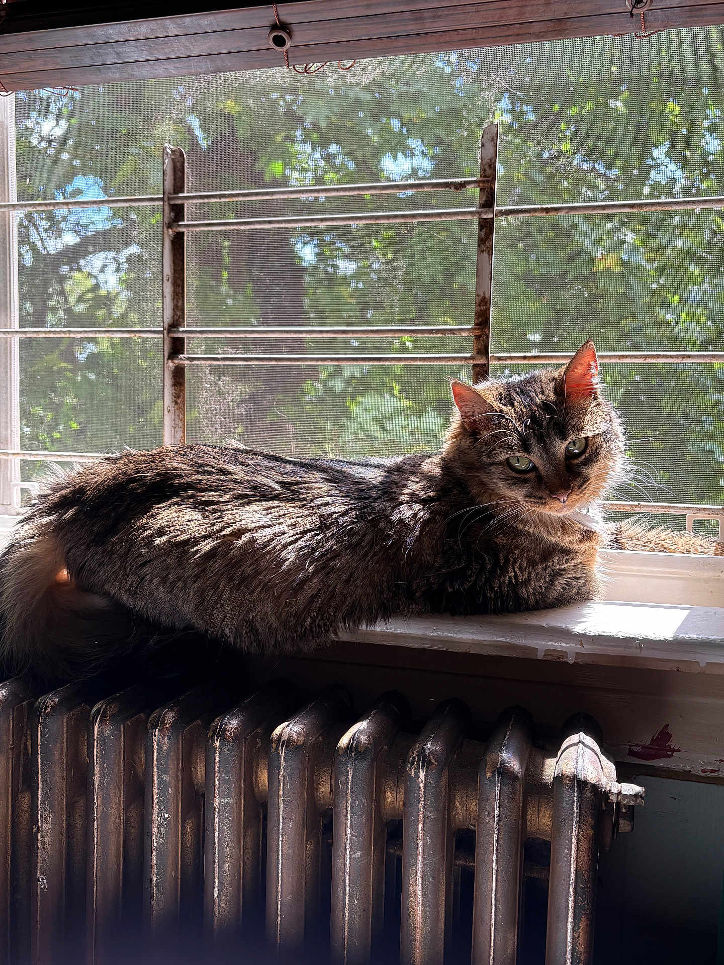 Zara joined the competition — help win amazing prizes! cat, tabby, windowsill, radiator, sunlight, mesh_screen, greenery, indoor, pet, feline, relaxed, sunny, fur, looking, resting, house, window, daylight, animal, domestic