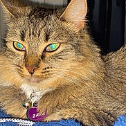 Zara is registered to the contest to win money with this photo: cat, tabby, close_up, pet, collar, bell, tag, feline, whiskers, ears, fur, eyes, indoor, blanket, blue, resting, animal, cute, portrait, sleepy