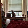 cat, window, blinds, desk, bed, comforter, christmas_tree, decorations, red, white, indoor, furniture, holiday, pet, cozy, room, table, curtains, ornaments, radiator