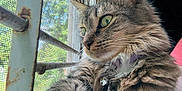 Zara joined the competition — help win amazing prizes! cat, tabby, green_eyes, fluffy, window, metal_grill, mesh_screen, rust, close_up, pet, animal, indoor, curtain, collar, bell, whiskers, fur, side_view, daylight, relaxed