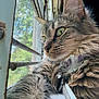 cat, tabby, green_eyes, fluffy, window, metal_grill, mesh_screen, rust, close_up, pet, animal, indoor, curtain, collar, bell, whiskers, fur, side_view, daylight, relaxed
