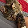 Zara is registered to the contest to win money with this photo: cat, tabby, sleeping, paw, bed, blanket, red, gray, feline, fur, whiskers, ear, resting, cozy, domestic_animal, pet, closeup, indoor, relaxed, human_leg