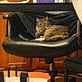 cat, tabby_cat, chair, office_chair, leather, furniture, indoor, kitchen, cabinet, countertop, box, bag, reusable_bag, floor, pet, animal, curious, brown, black, white