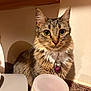 Zara is registered to the contest to win money with this photo: cat, tabby, indoor, pet, kitchen, countertop, curious, feline, whiskers, ears, fur, collar, name_tag, domestic_animal, animal, closeup, portrait, eyes, household, cute