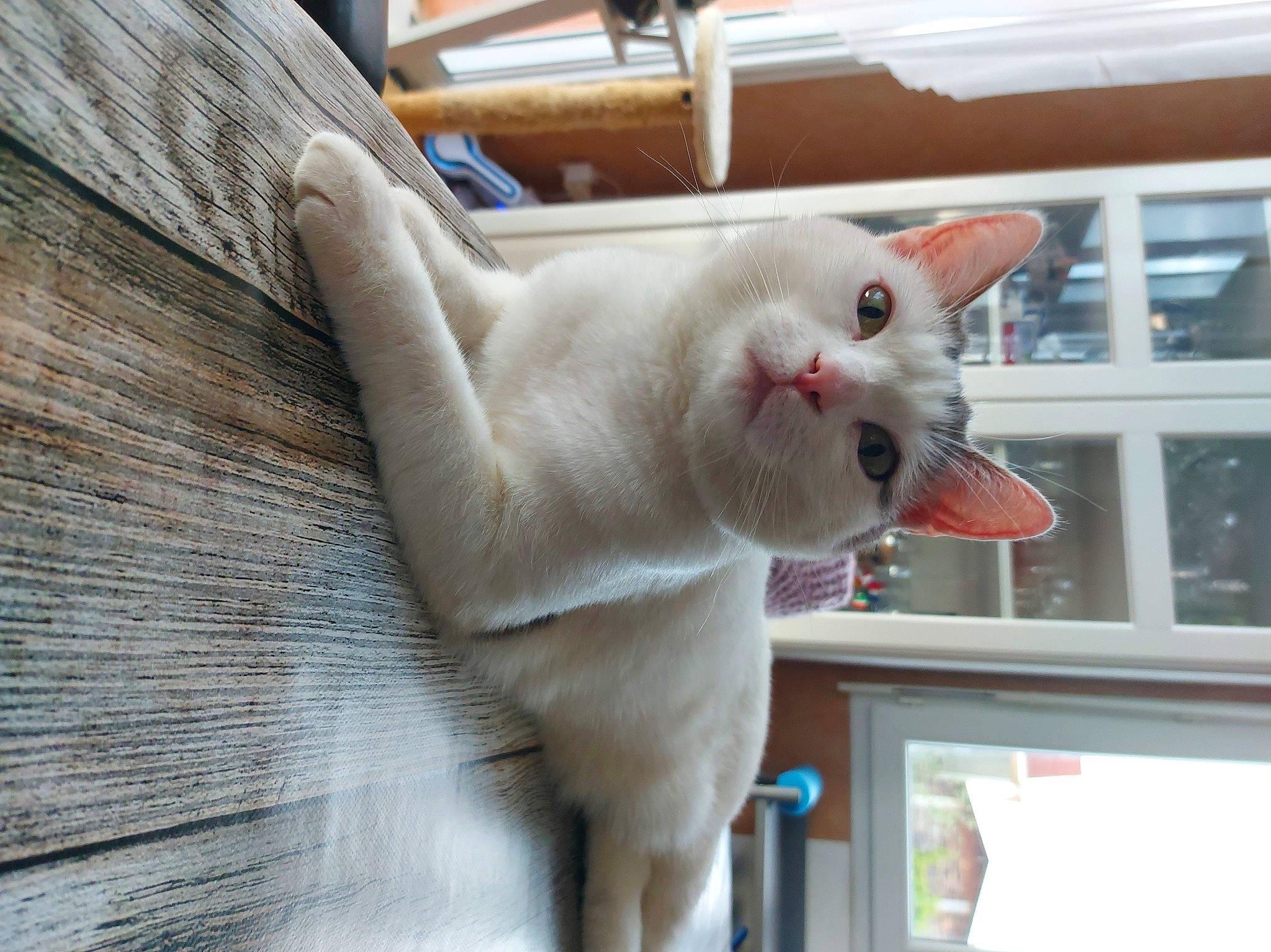 Naia a rejoint le concours — aidez-le/la à gagner de superbes lots ! carnivore, cat, collar, domestic_short_haired_cat, fawn, felidae, fixture, fur, paw, small_to_medium_sized_cats, tail, whiskers, window, wood