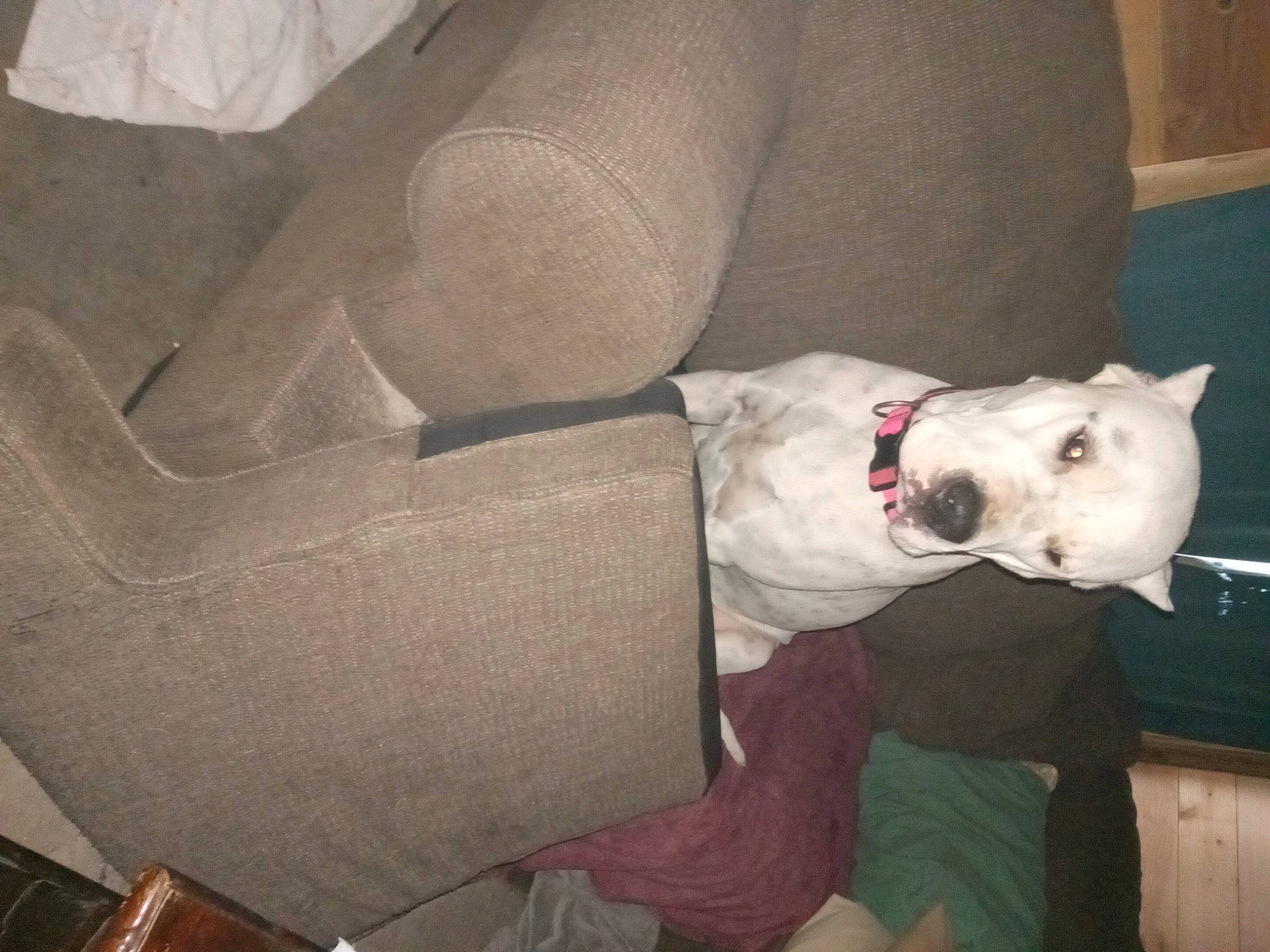 Zuzu is registered to the contest to win money with this photo: bull_terrier, canidae, carmine, carnivore, collar, comfort, companion_dog, couch, dog, dog_breed, dog_supply, fawn, non_sporting_group, sporting_group, terrestrial_animal, whiskers, working_animal