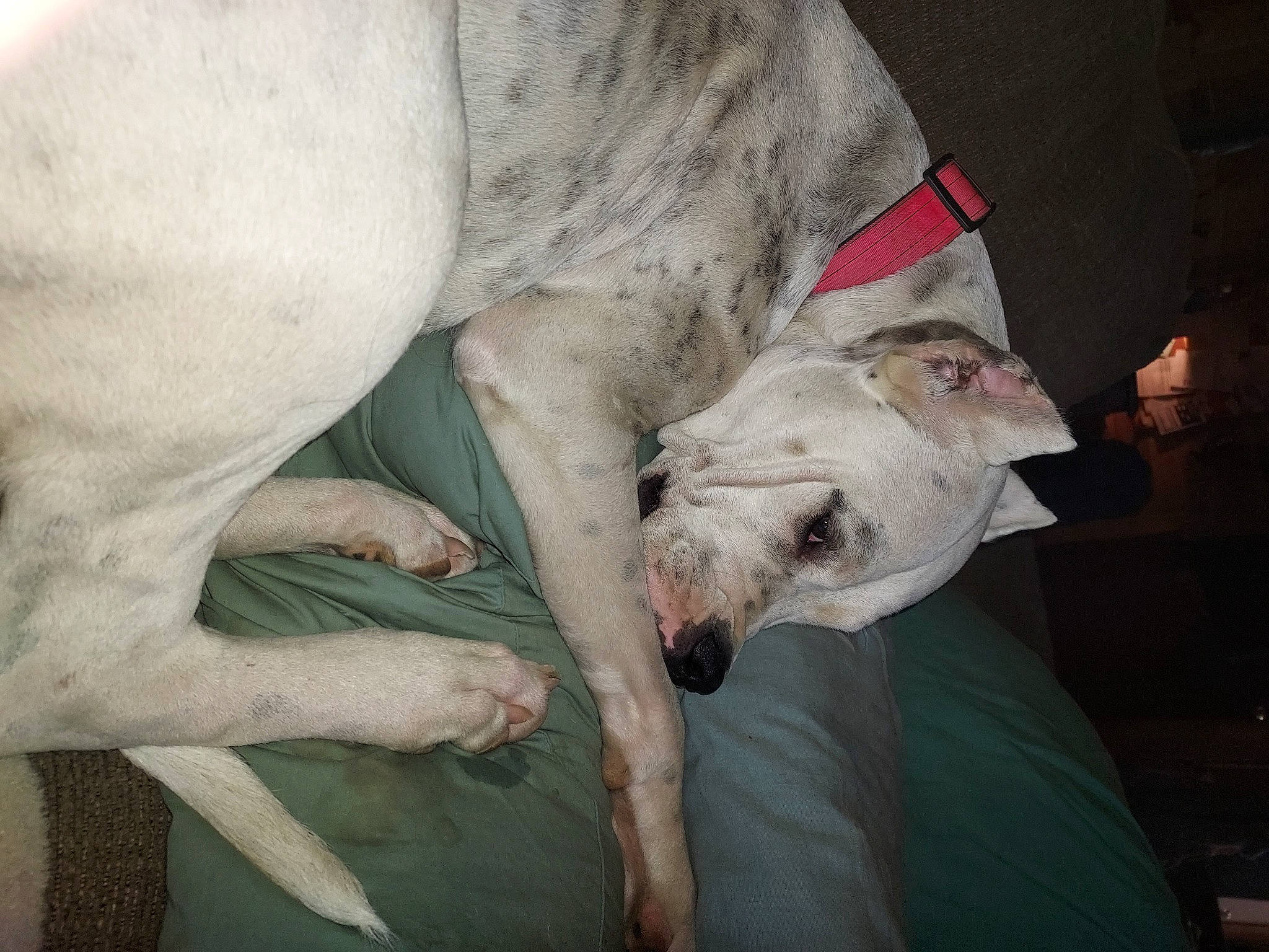 Zuzu is registered to the contest to win money with this photo: canidae, carnivore, companion_dog, dog, dog_breed, fawn, guard_dog, livestock, non_sporting_group, rampur_greyhound, sighthound, snout, sporting_group, terrestrial_animal, working_animal, wrinkle