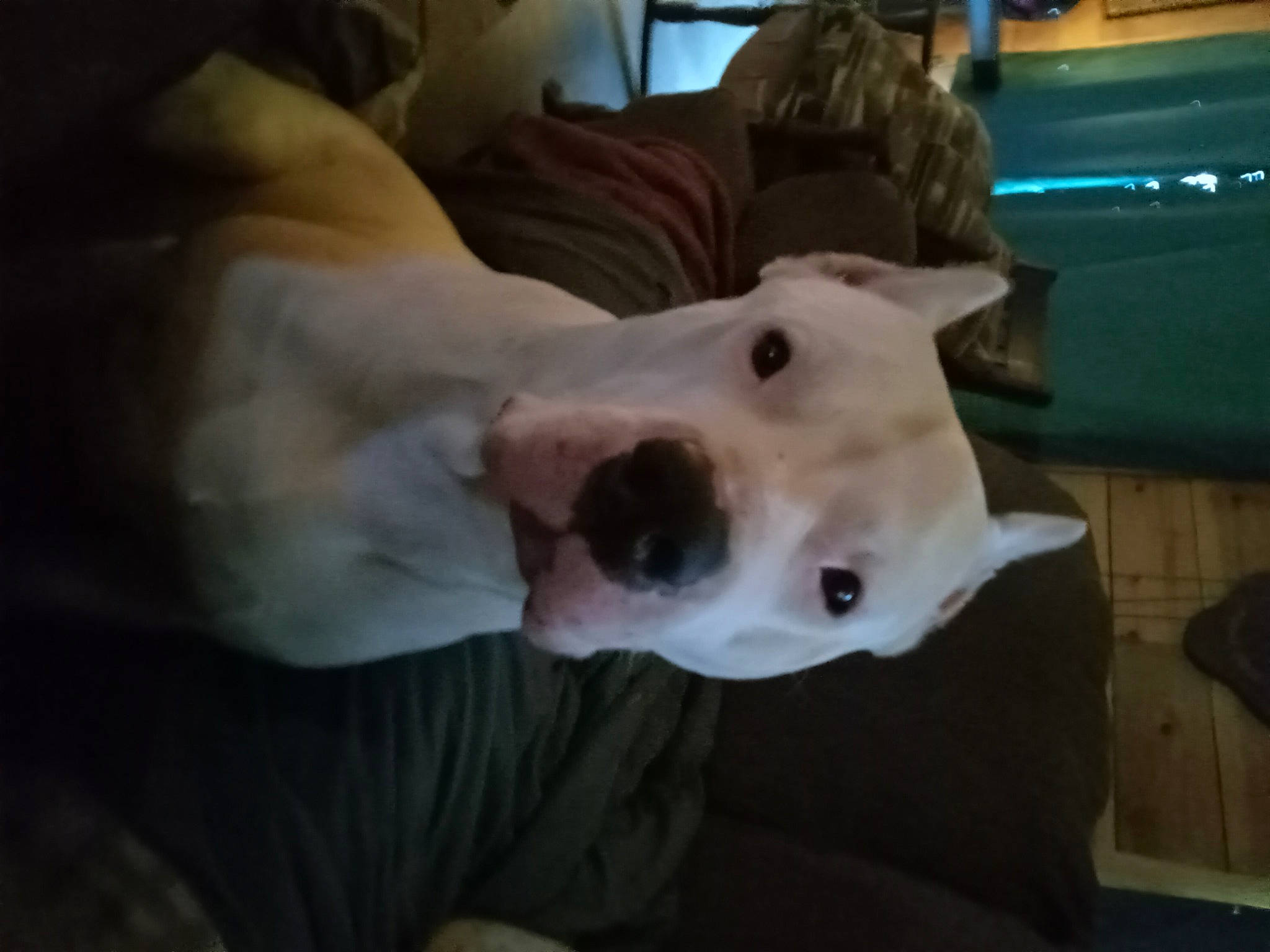 Bosco joined the competition — help win amazing prizes! canidae, carnivore, collar, companion_dog, dog, dog_breed, dog_supply, dogo_argentino, ear, fawn, fur, guard_dog, jaw, non_sporting_group, snout, sporting_group, terrestrial_animal, whiskers, working_animal