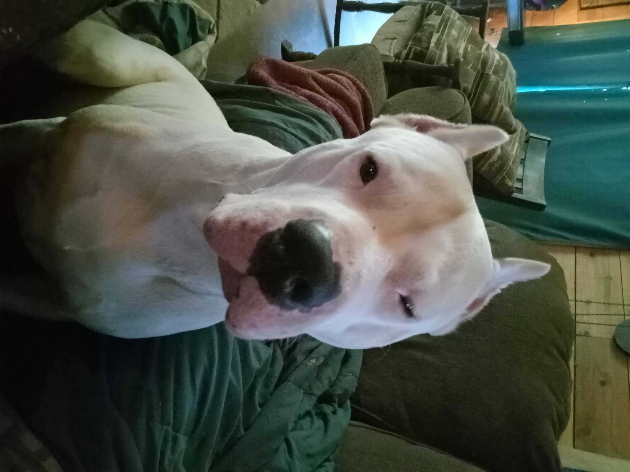 Bosco is registered to the contest to win money with this photo: canidae, carnivore, companion_dog, cordoba_fighting_dog, dog, dog_breed, dog_supply, dogo_argentino, fang, fawn, fur, guard_dog, jaw, non_sporting_group, snout, sporting_group, terrestrial_animal, whiskers, working_animal