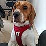 dog, beagle, pet, indoor, harness, brown, white, ears, snout, eyes, floor, chair, desk, fur, animal, cute, looking, closeup, companion, curious