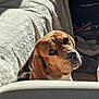 dog, beagle, pet, animal, couch, blanket, indoor, sunlight, furniture, marker, colorful, face, ears, curious, looking, closeup, cozy, home, soft, expression