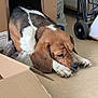beagle, dog, puppy, sleeping, cardboard_box, blanket, floor, indoor, pet, brown, white, black, ears, nose, paws, fur, resting, tired, cozy, home