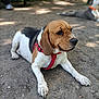 dog, beagle, animal, pet, outdoor, park, dirt, harness, canine, lying_down, brown, white, black, ears, snout, paw, nature, relaxing, daytime, companion