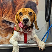 Milky participe au concours pour gagner de l'argent avec cette photo : beagle, dog, tongue_out, red_harness, metal_barrier, indoor, pet, playful, close_up, animal, cute, mammal, friendly, canine, looking_at_camera, background_blur, expression, ears, whiskers, paw