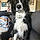 Auggie