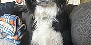 Auggie is registered to the contest to win money with this photo: dog, border_collie, black_and_white, pet, animal, sitting, indoor, couch, blanket, fur, ears, eyes, nose, whiskers, tail, home, portrait, loyal, curious, companion