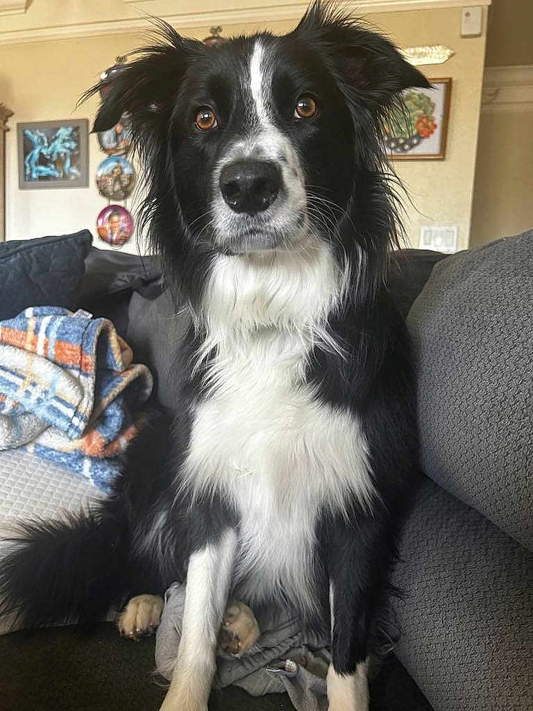 Auggie is registered to the contest to win money with this photo: dog, border_collie, black_and_white, pet, animal, sitting, indoor, couch, blanket, fur, ears, eyes, nose, whiskers, tail, home, portrait, loyal, curious, companion