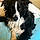 Auggie