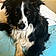 Auggie