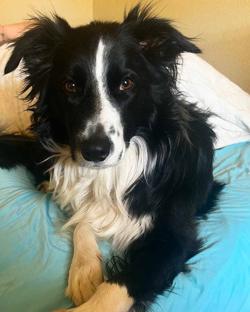 Auggie