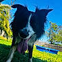 Auggie joined the competition — help win amazing prizes! dog, black_and_white, tongue_out, grass, outdoor, sunny, backyard, blue_sky, kiddie_pool, pet, canine, happy, playful, fur, ears, animal, nature, summer, daytime, friendly