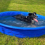 Auggie is registered to the contest to win money with this photo: dog, black_and_white, pool, water, grass, outdoor, sunny, pet, canine, tongue_out, summer, backyard, recreation, animal, playful, happy, cooling_off, blue_pool, daytime, grass_field
