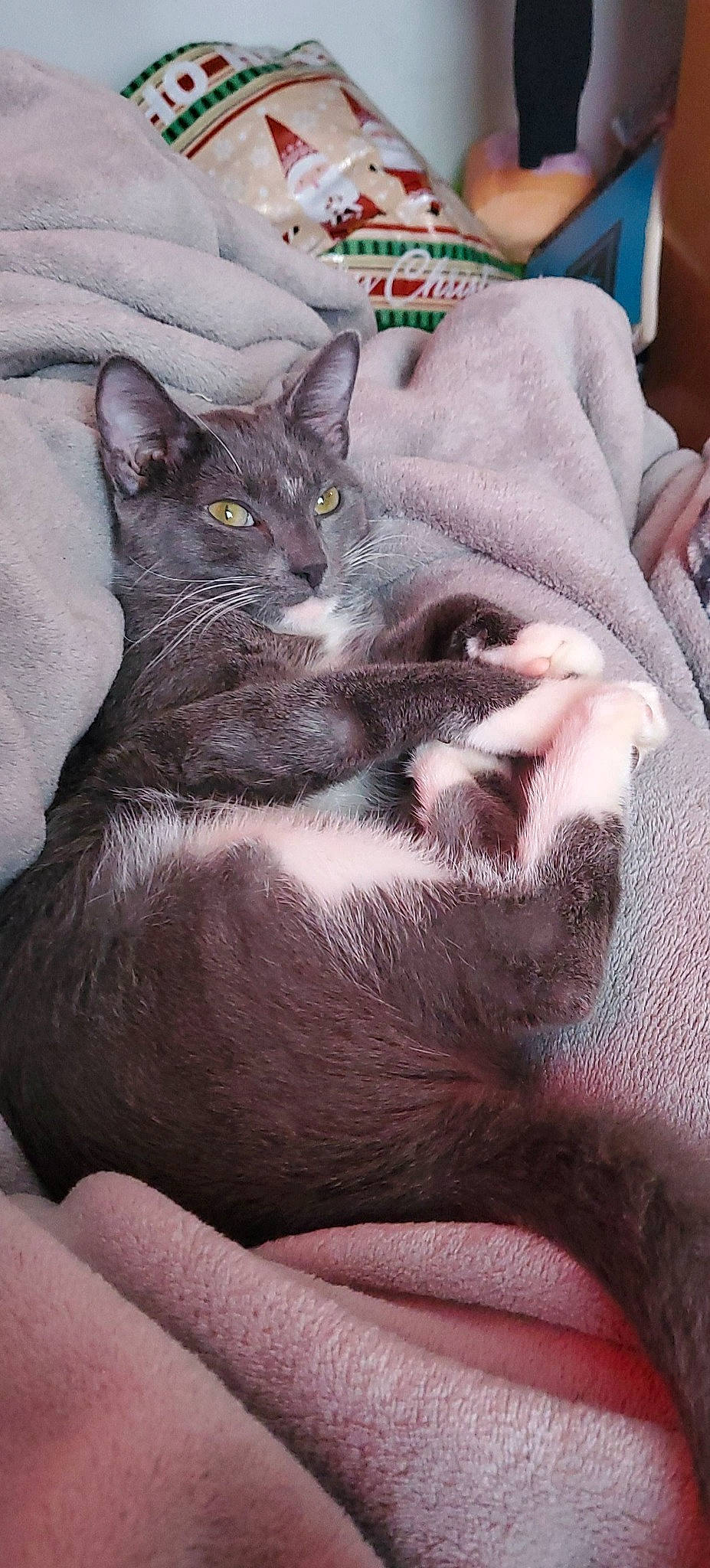 Ella joined the competition — help win amazing prizes! black_cat, carnivore, cat, claw, comfort, domestic_short_haired_cat, felidae, fur, grey, nap, paw, russian_blue, sitting, small_to_medium_sized_cats, snout, tail, whiskers