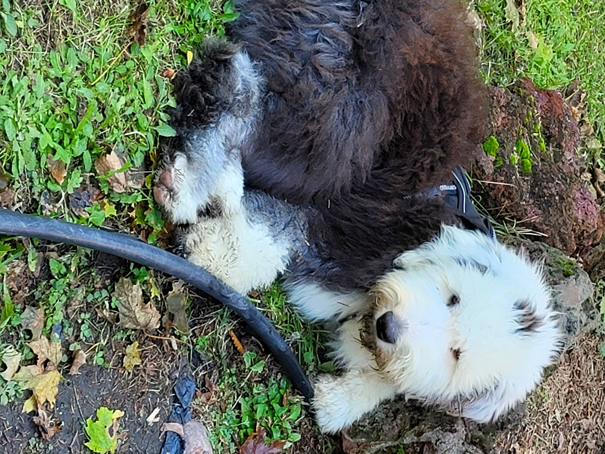 Shiner is registered to the contest to win money with this photo: canidae, carnivore, companion_dog, dog_breed, event, fawn, fur, grass, groundcover, marsupial, plant, puppy, shih_poo, soil, sporting_group, tableware, terrestrial_animal, terrier, toy_dog, whiskers