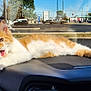 animal, automobile, car_interior, cat, dashboard, daytime, fur, kitten, meowing, orange_and_white, outdoor, parking_lot, paw, pet, relaxing, road, sunlight, vehicle, whiskers, window