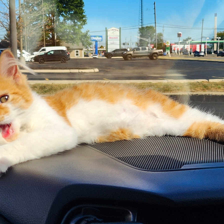 Millie joined the competition — help win amazing prizes! animal, automobile, car_interior, cat, dashboard, daytime, fur, kitten, meowing, orange_and_white, outdoor, parking_lot, paw, pet, relaxing, road, sunlight, vehicle, whiskers, window