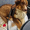 dog, wet, muddy, leash, car_interior, blanket, seat, fur, pet, animal, indoors, resting, brown, white, closeup, canine, cute, messy, adventure, expression