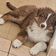 Arlem a rejoint le concours — aidez-le/la à gagner de superbes lots ! puppy, dog, brown, white, fluffy, lying_down, floor, tile_floor, corner, cute, pet, young_dog, indoor, paws, fur, looking_up, relaxed, animal, companion, domestic
