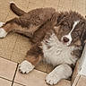 puppy, dog, brown, white, fluffy, lying_down, floor, tile_floor, corner, cute, pet, young_dog, indoor, paws, fur, looking_up, relaxed, animal, companion, domestic