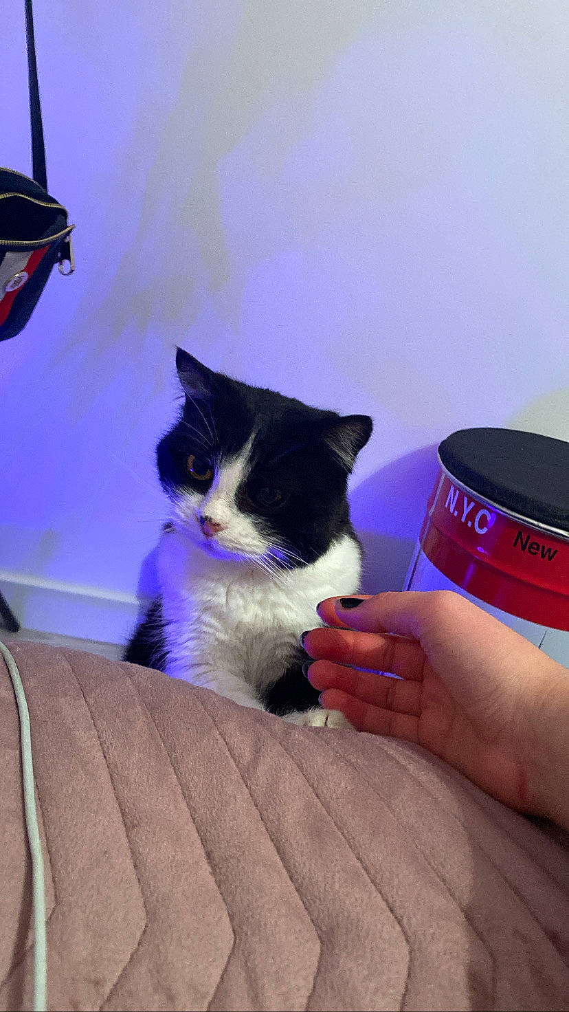 Chloé participe au concours pour gagner de l'argent avec cette photo : carnivore, cat, comfort, domestic_short_haired_cat, electric_blue, felidae, fur, hand, linens, logo, magenta, nail, purple, room, small_to_medium_sized_cats, tail, whiskers, wrist