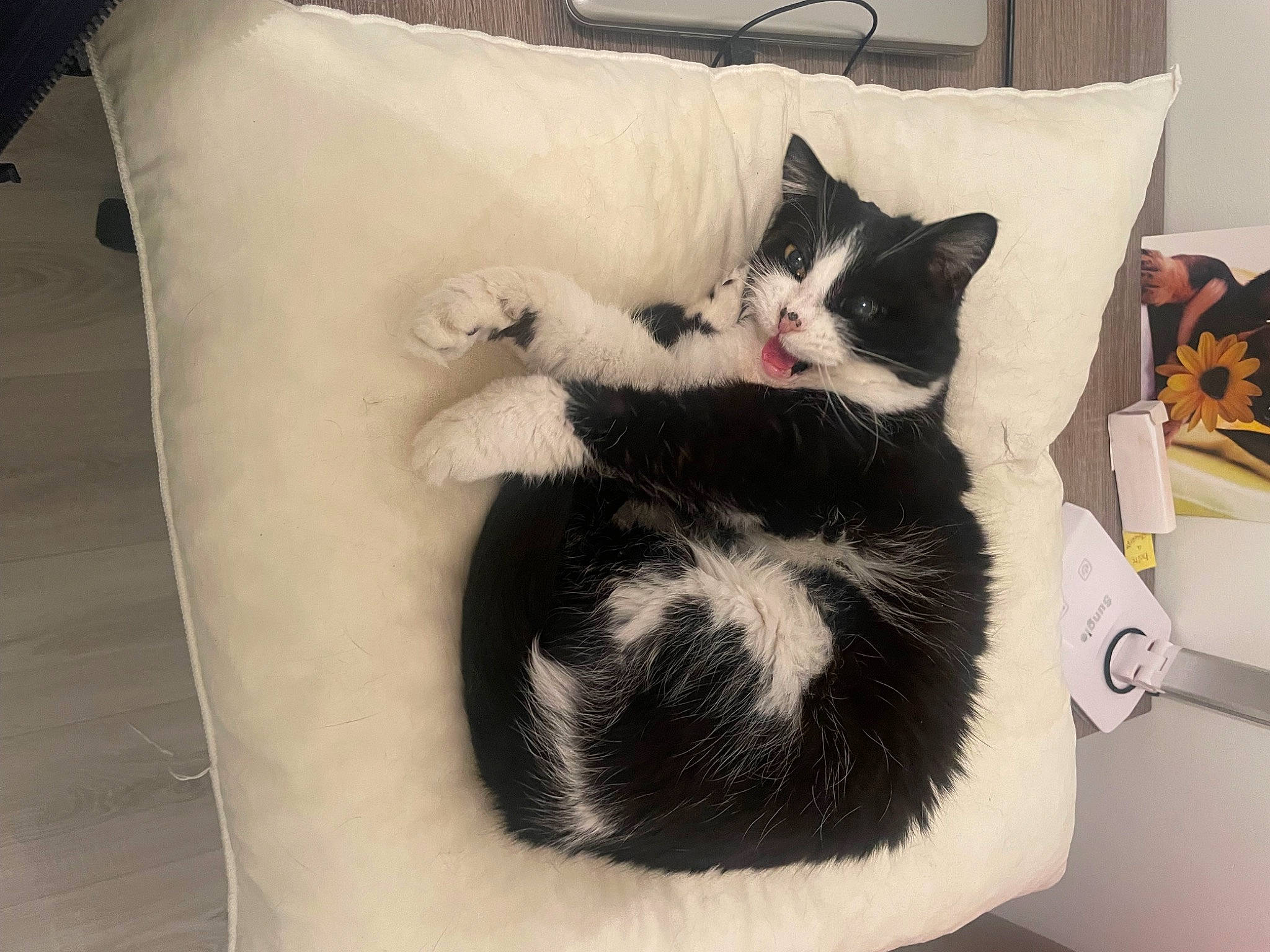 Chloé a rejoint le concours — aidez-le/la à gagner de superbes lots ! bed, box, canidae, carnivore, cat, cat_bed, cat_supply, comfort, companion_dog, domestic_short_haired_cat, felidae, fur, grey, linens, nap, paw, pillow, small_to_medium_sized_cats, tail, whiskers