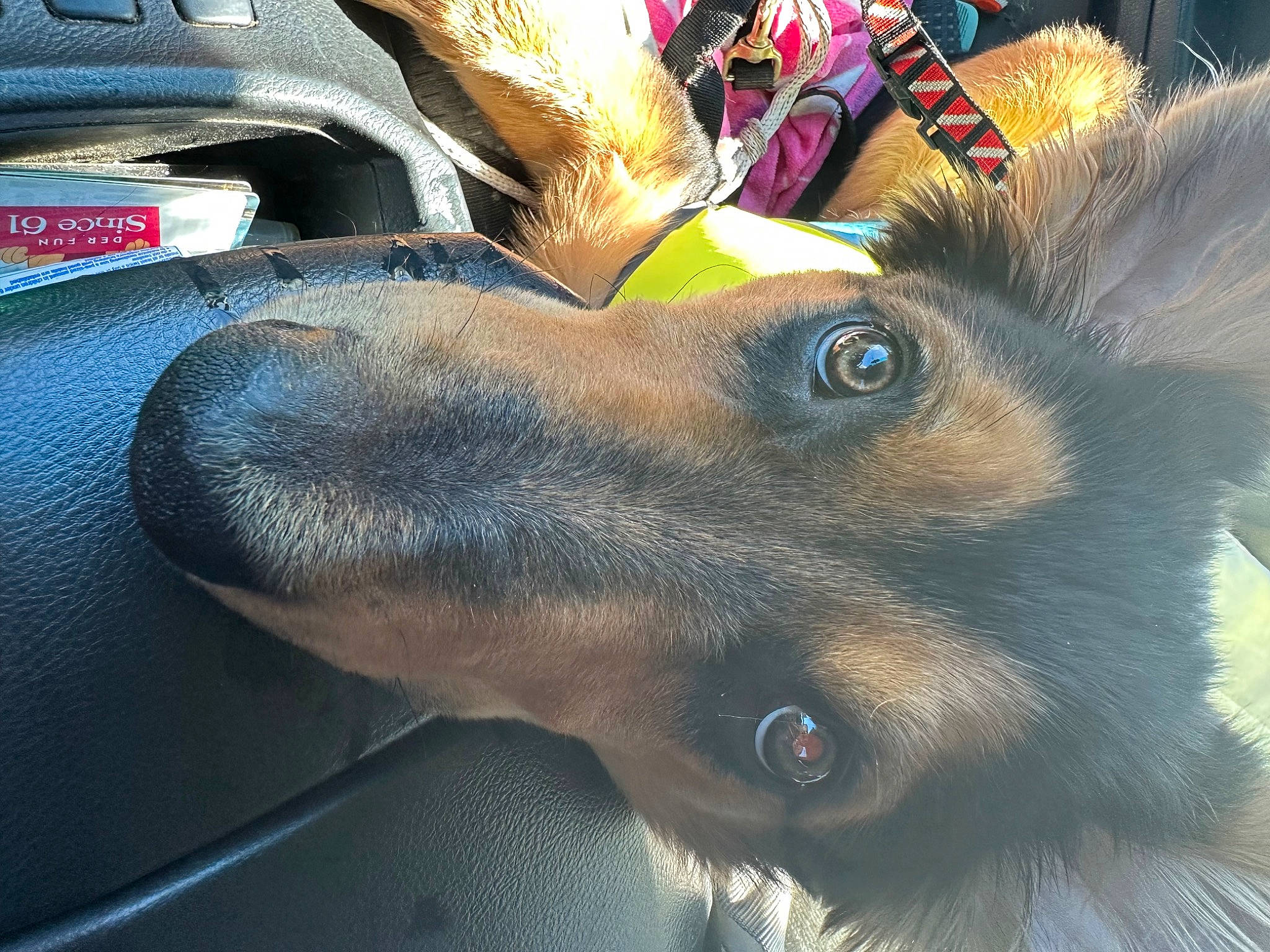 Dante is registered to the contest to win money with this photo: canidae, carnivore, close_up, collar, companion_dog, dog, dog_breed, dog_collar, electric_blue, eyewear, fawn, fur, liver, old_german_shepherd_dog, snout, sporting_group, whiskers, windshield, working_animal, working_dog