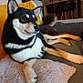 dog, shiba_inu, pet, couch, pillow, blanket, indoor, living_room, fur, canine, relaxed, animal, domestic_animal, mammal, ears, tail, legs, snout, resting, comfortable